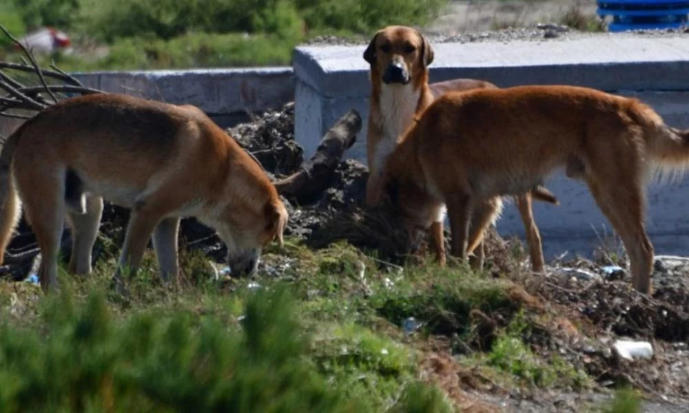 Πάτρα: "Φιλόζωη" είχε στο σπίτι της 53 σκύλους και μία γάτα – Συνελήφθη και καλείται να πληρώσει 76.600 ευρώ